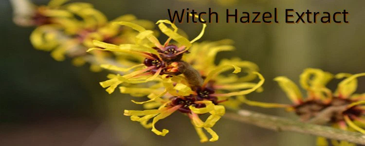 Witch Hazel Extract Powder.png